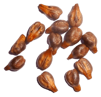 Traubensamen Öl in Goji Cream