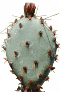 Feigenkaktus in Slimy Liquid
