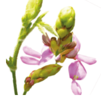 Desmodium