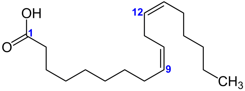Gamma Linolensäure in K2 Tropfen
