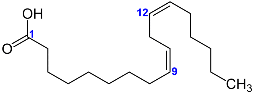 Gamma Linolensäure