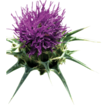 Mariendistel