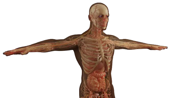 Steroide im Körper
