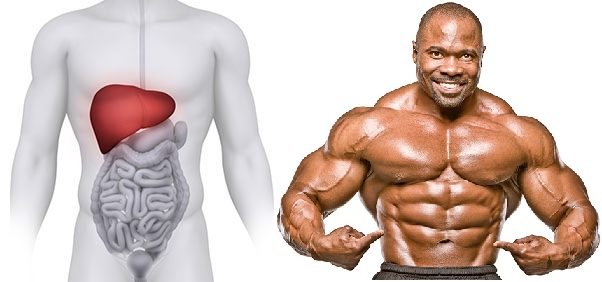Wie genau funktioniert die Clenbuterol Kur